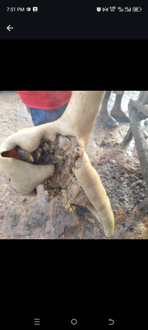 Cow Tail in Kaduna